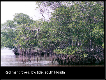 Red mangroves, low tide, south Florida