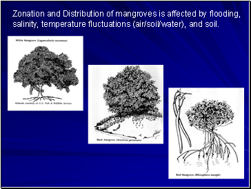 Zonation and Distribution of mangroves is affected by flooding, salinity, temperature fluctuations (air/soil/water), and soil.