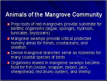 Animals of the Mangrove Community