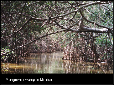 Mangrove swamp in Mexico
