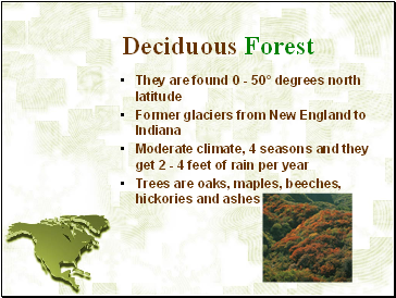 Deciduous Forest