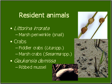 Resident animals