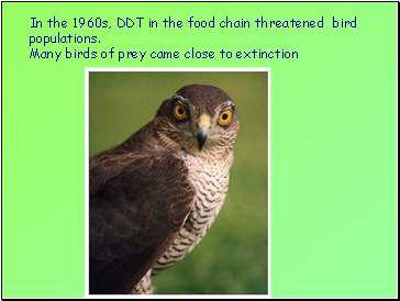 In the 1960s, DDT in the food chain threatened bird populations. Many birds of prey came close to extinction
