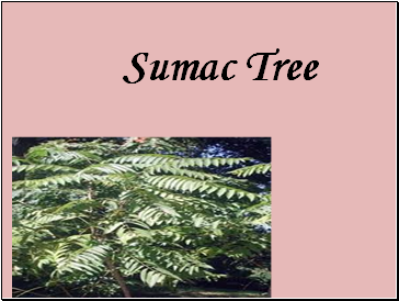 The Sumac Tree
