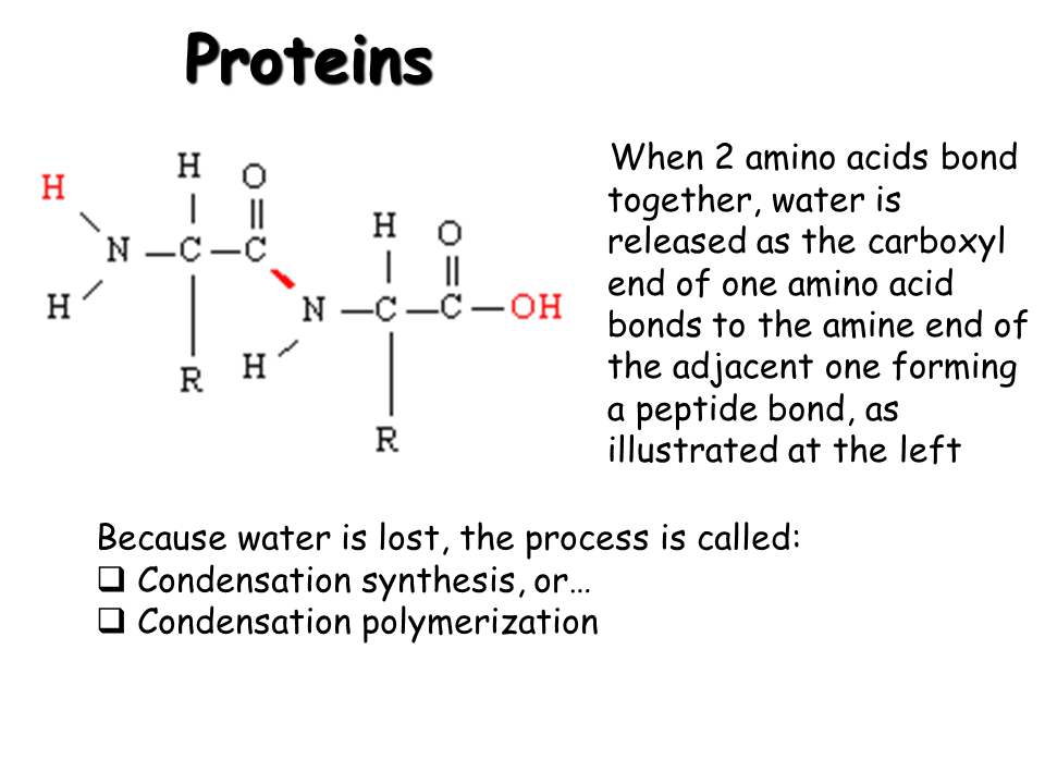 Basic Biochemistry - Carbohydrate, Protein and Fat - Presentation Chemistry