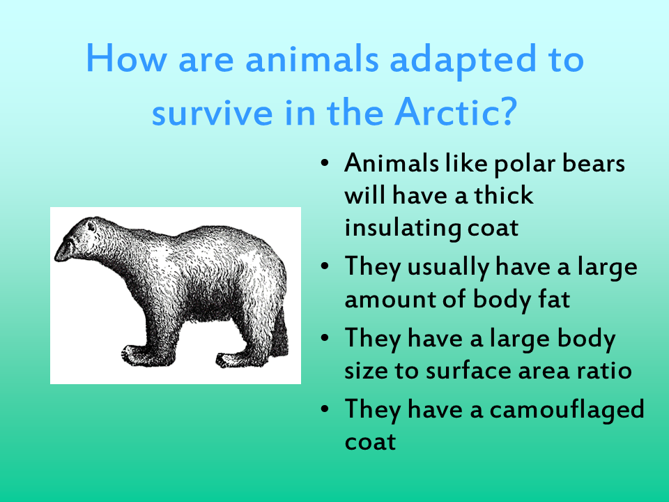 AdaptationKS4 Presentation Biology