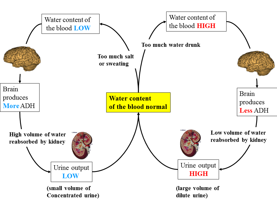  1 PNG 960 720 Pixels Healthcare Infographics Too Much Water 