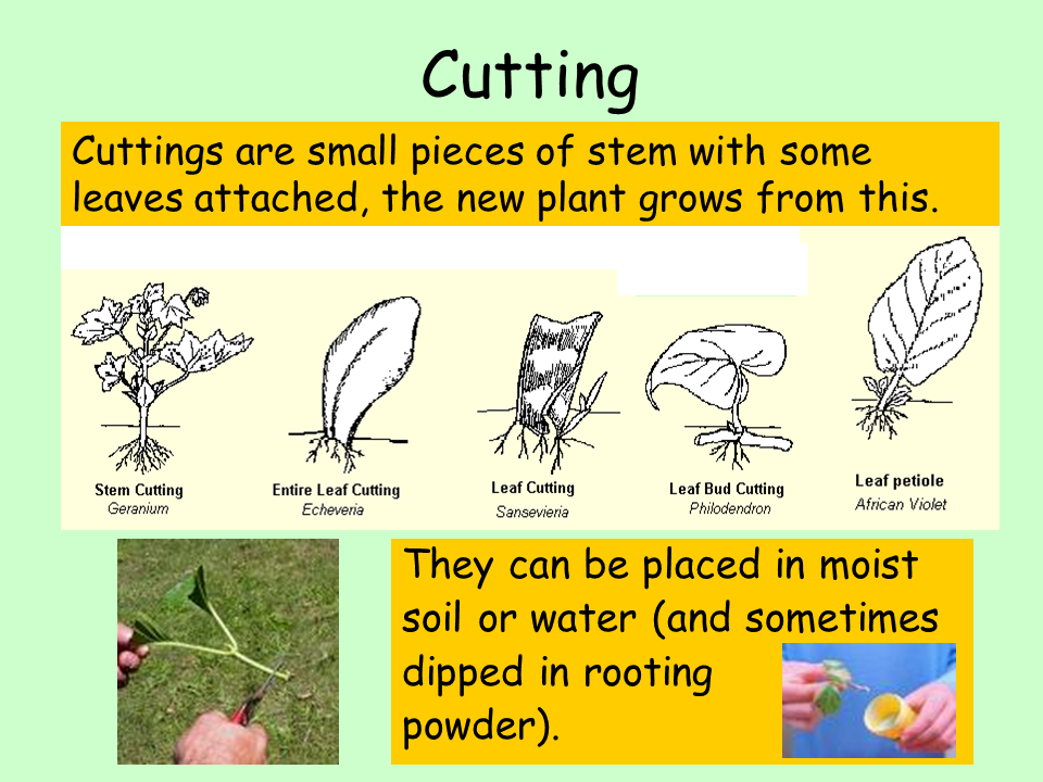 Asexual Reproduction Presentation Biology