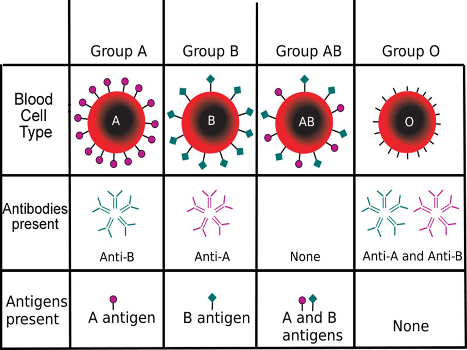 Blood Type Genetics Presentation Biology