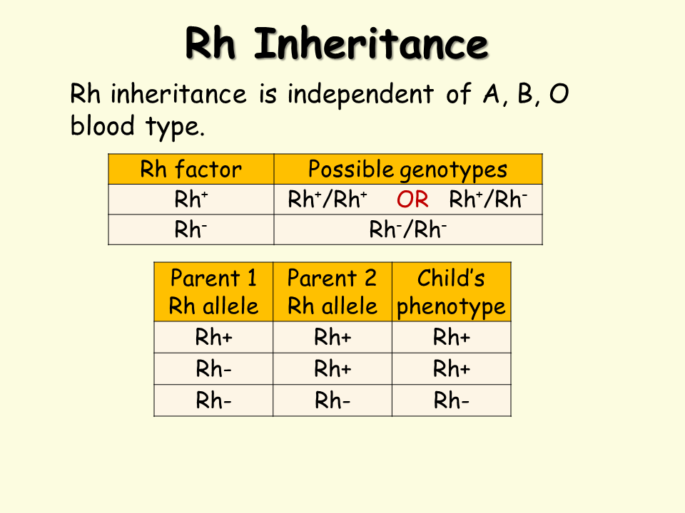 blood-type-inheritance-homework-college-research-paper-writing-service