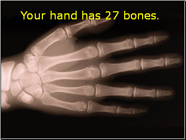 Your hand has 27 bones.