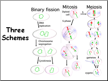 Three Schemes