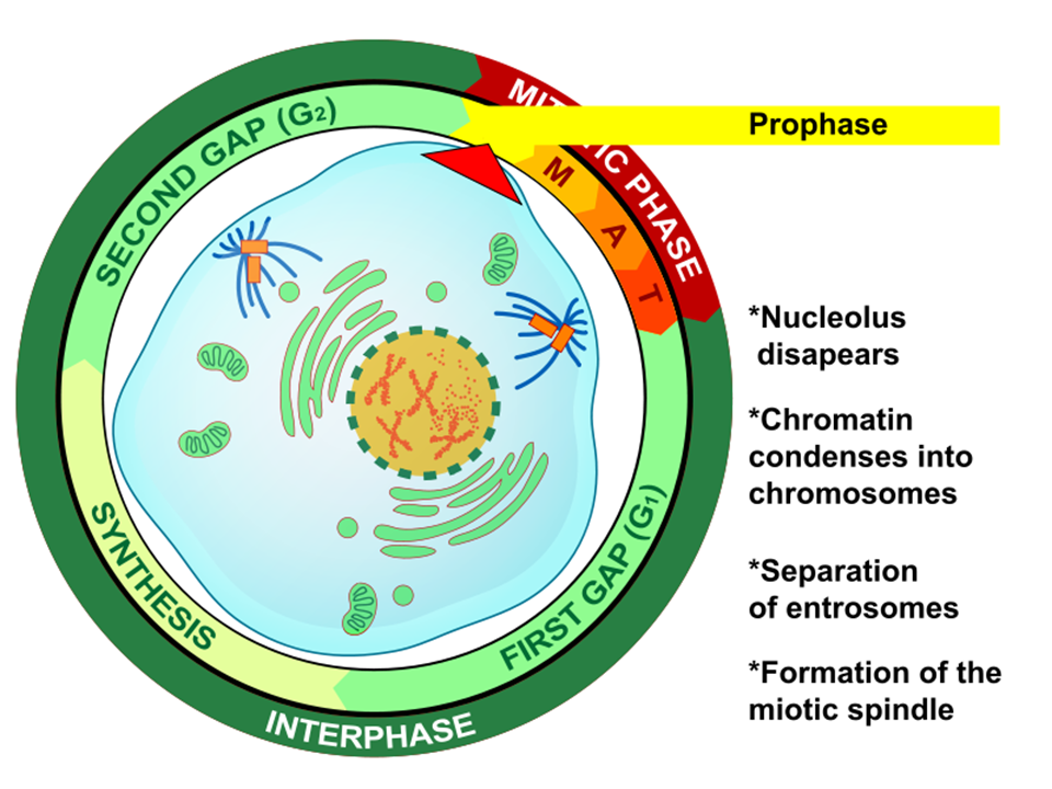 Cell Reproduction. Mitosis and Binary Fission