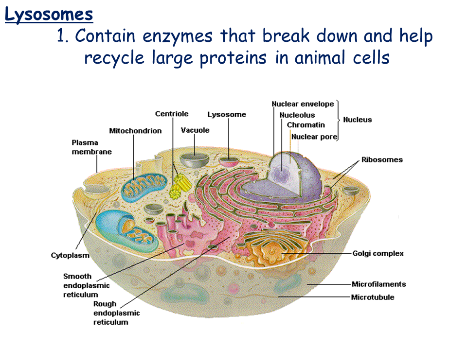 Cell Types and Cell Structure Presentation Biology