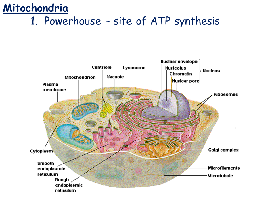 Cell Types and Cell Structure Presentation Biology