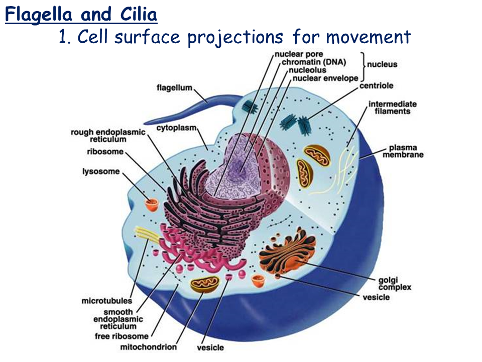What Cells Are Cilia And Flagella Found In About Flag