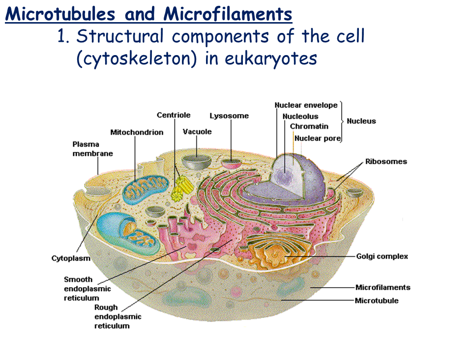 Cell Types and Cell Structure Presentation Biology