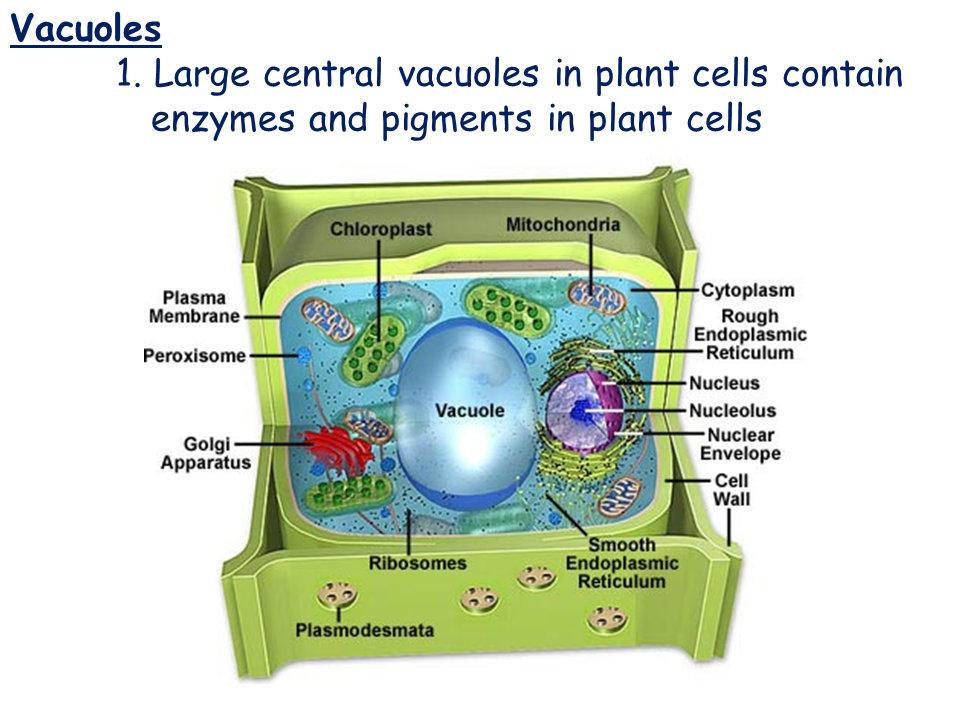 Microtubules and Microfilaments