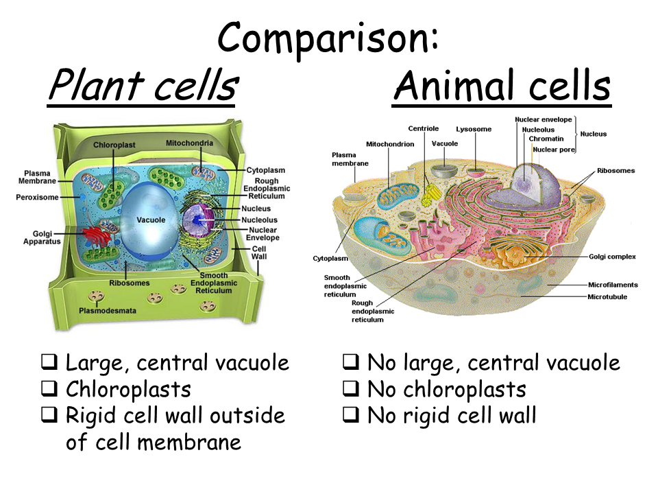 Cells Wang Science Lab
