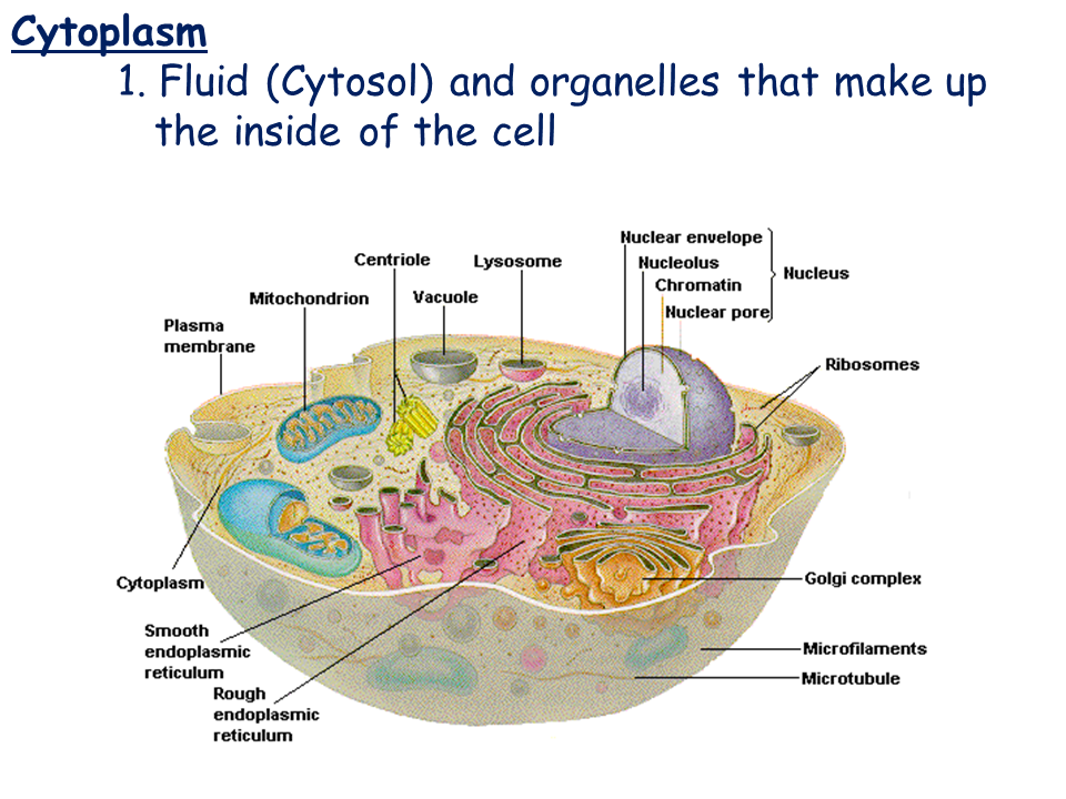 Cell Types and Cell Structure Presentation Biology