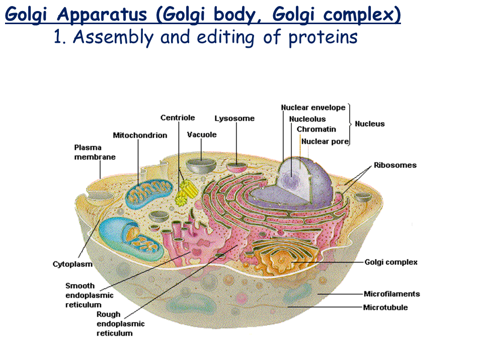Cell Types and Cell Structure Presentation Biology