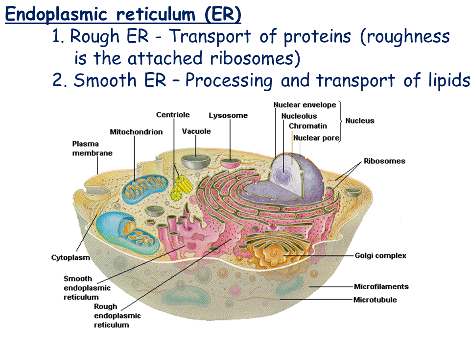 Cell Types and Cell Structure - Presentation Biology