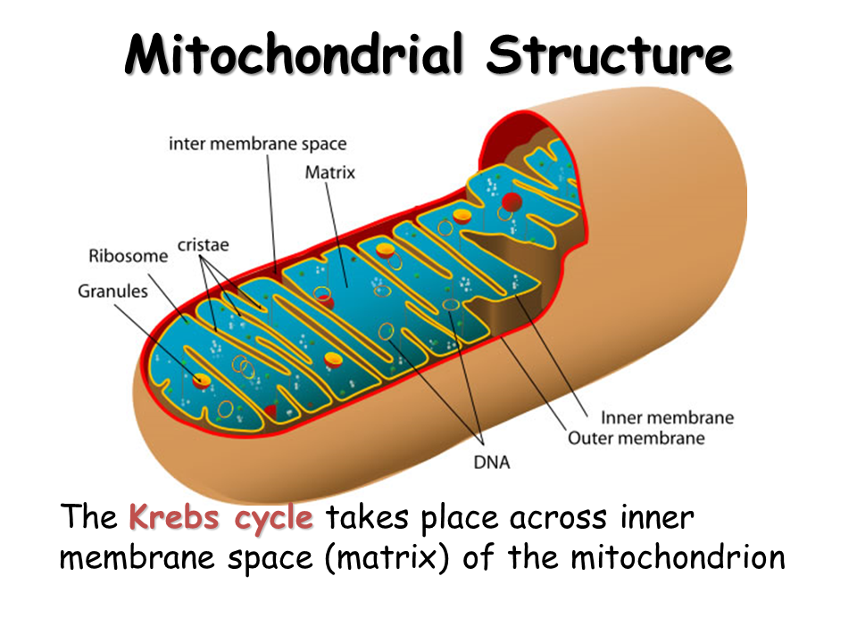 Cellular Respiration Presentation Biology