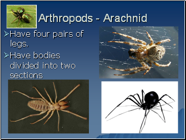 Arthropods - Arachnid
