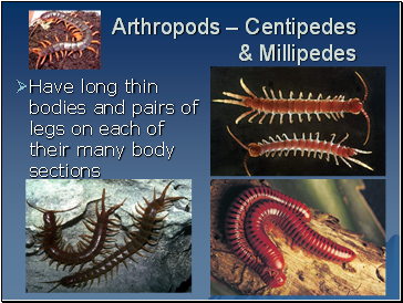 Arthropods  Centipedes & Millipedes