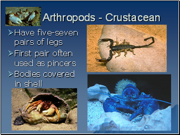 Arthropods - Crustacean