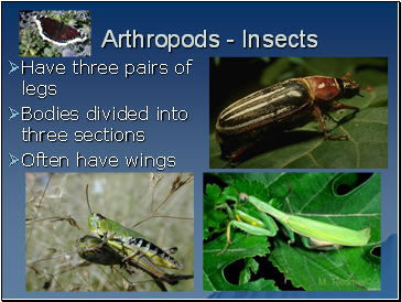 Arthropods - Insects