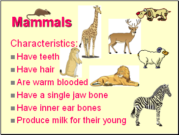 Classification - Presentation Biology