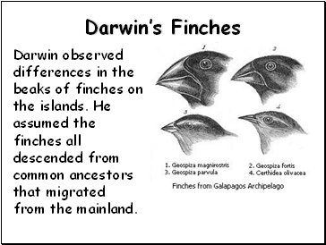 finches darwin darwins galapagos genetic slide islands
