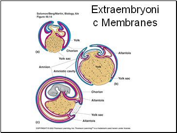 Extraembryonic Membranes