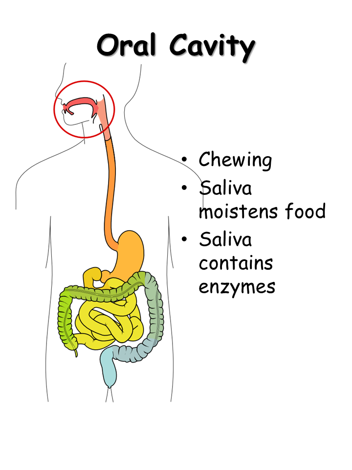 Digestive System - Presentation Biology