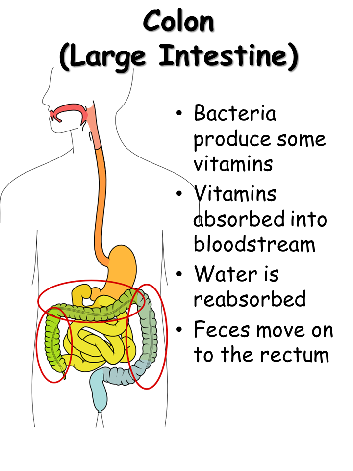 Digestive System - Presentation Biology
