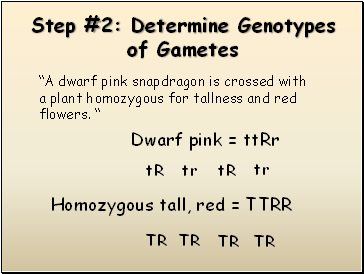 Step #2: Determine Genotypes of Gametes