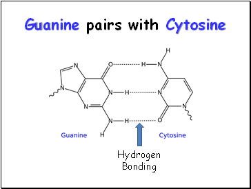 Guanine pairs with Cytosine