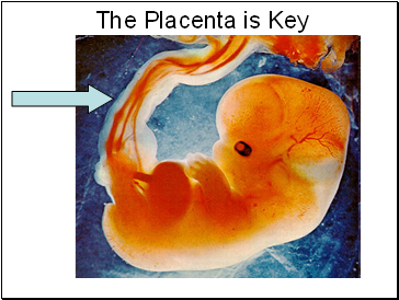 The Placenta is Key