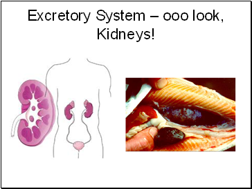 Excretory System  ooo look, Kidneys!