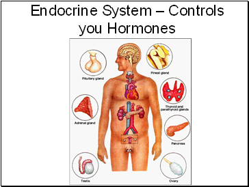 Endocrine System  Controls you Hormones