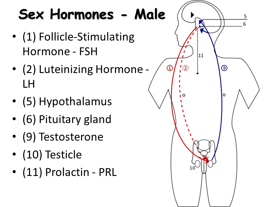 The Main Sex Hormone In Males Is 120