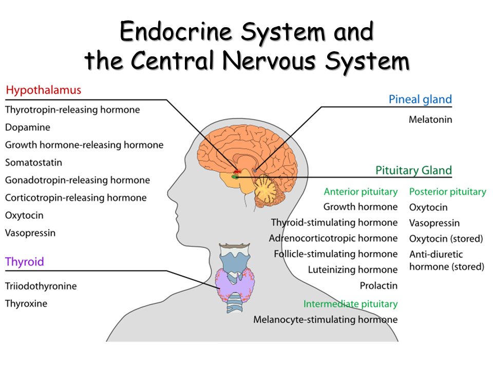 What gland controls the endocrine system