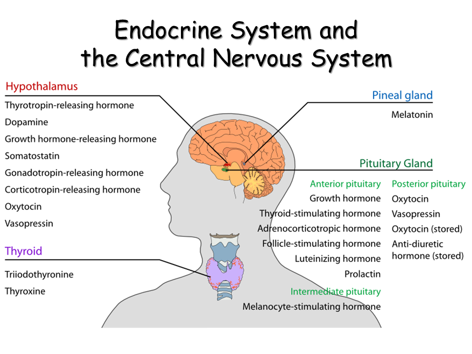 Endocrine System - Presentation Biology