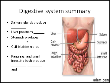 Digestive system summary