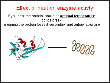 Effect of heat on enzyme activty
