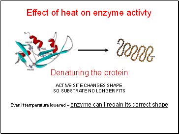 Effect of heat on enzyme activty
