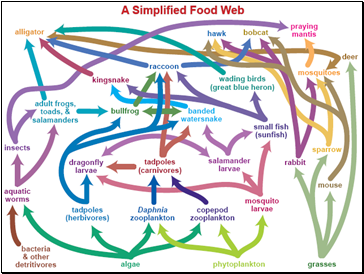 A Simplified Food Web?