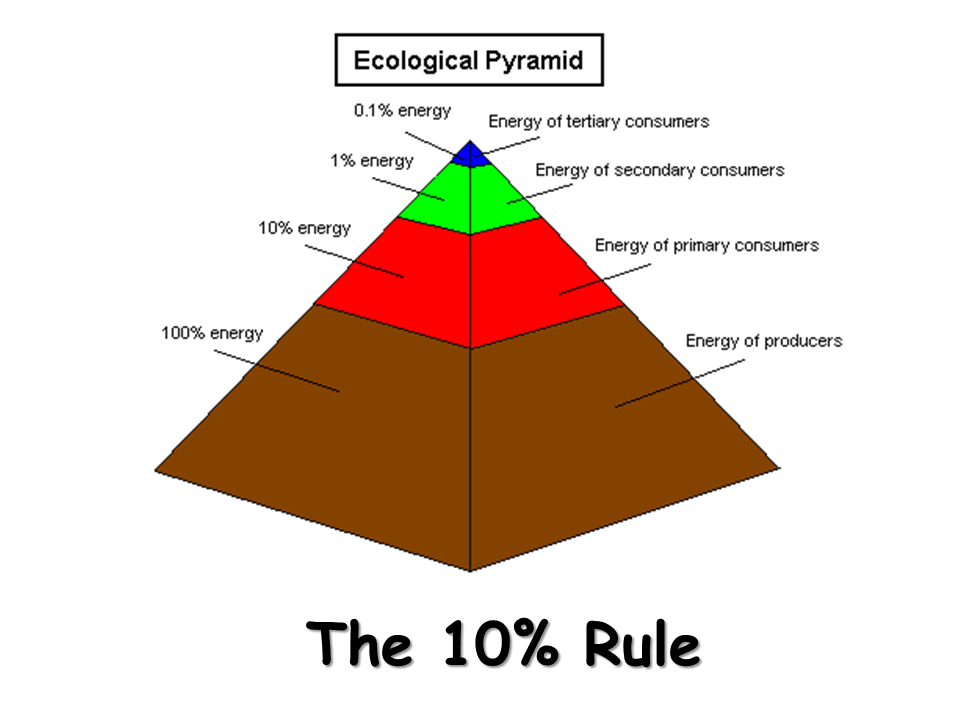 Food Chain Pyramid Percentage