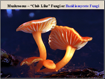 Mushrooms  Club Like Fungi or Basidiomycete Fungi